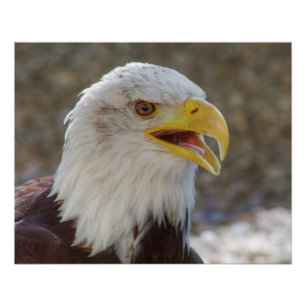 Haliäetus leucocephalus poster