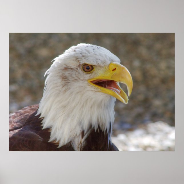 Haliäetus leucocephalus poster (Vorne)