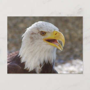 Haliäetus leucocephalus postkarte