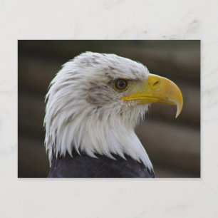 Haliäetus leucocephalus postkarte