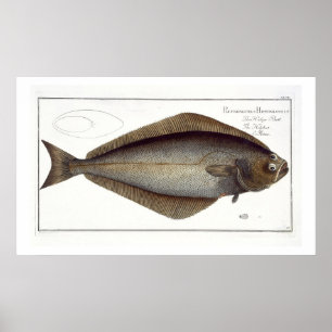 Halibut (Pleuronectes Hippoglossus) plate XLVII fr Poster