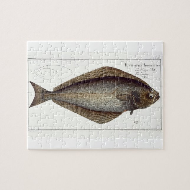 Halibut (Pleuronectes Hippoglossus) plate XLVII fr Puzzle (Horizontal)