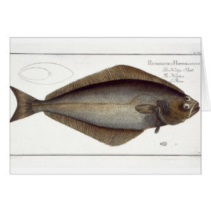 Halibut (Pleuronectes Hippoglossus) Platte XLVII f