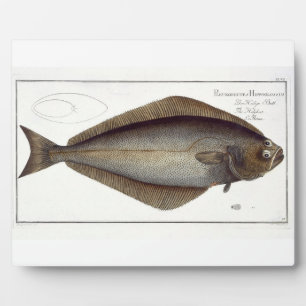 Halibut (Pleuronectes Hippoglossus) Platte XLVII f Fotoplatte