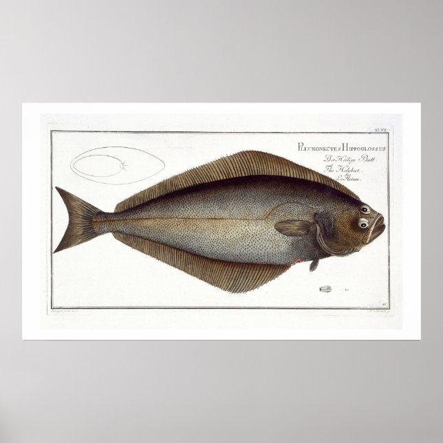 Halibut (Pleuronectes Hippoglossus) Platte XLVII f Poster (Vorne)