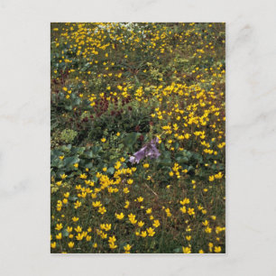 Hall Island Wildblumen, Bog Saxibrech Postkarte