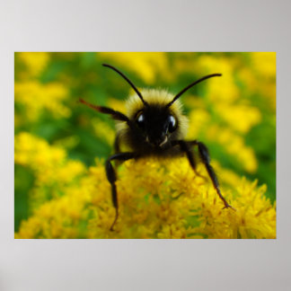 Hallo an die Öffentlichkeit Poster