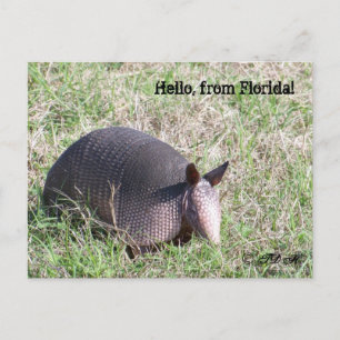 Hallo, aus Florida! Postkarte
