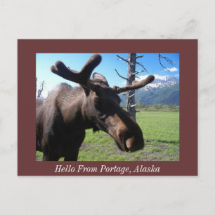 Hallo aus Portage, Alaska, Hallo aus Portage, ... Postkarte