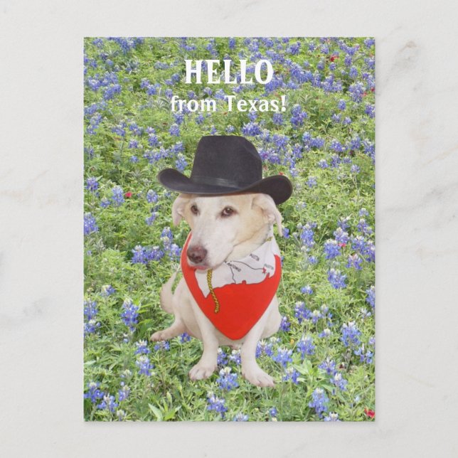 Hallo aus Texas! Postkarte (Vorderseite)