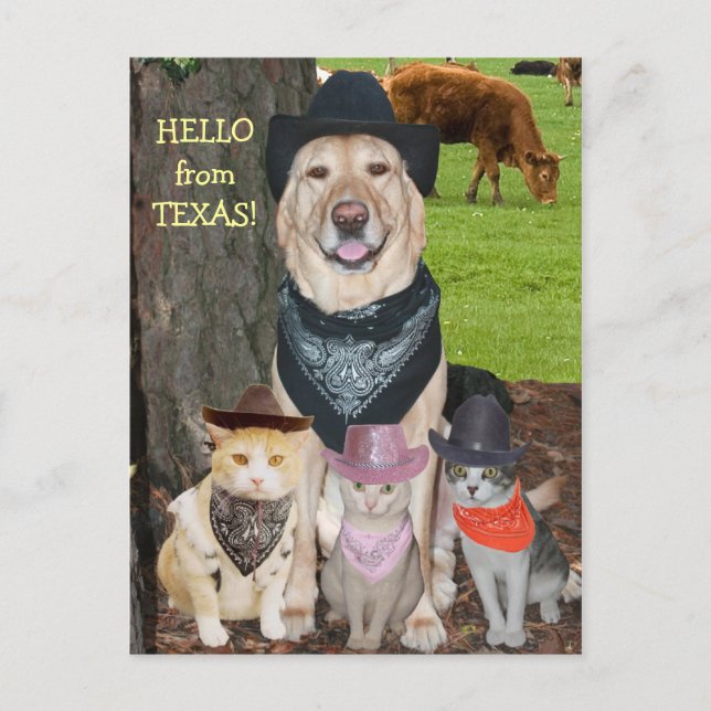 Hallo aus Texas! Postkarte (Vorderseite)