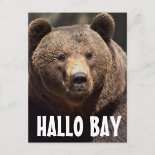HALLO BAY GRIZLY BEAR POSTCARDS POSTKARTE