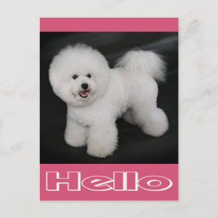 Hallo Bichon Frise Welpen Hund Leere Postkarte