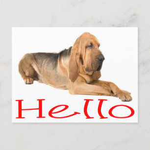 Hallo Bloodhound Welpe Hund Grußkarte Post Card Postkarte