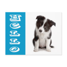 Hallo Border Collie Welpe Hund Blau