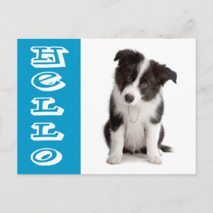 Hallo Border Collie Welpe Hund Blau Postkarte