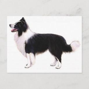 Hallo Border Collie Welpen Hund Grafik Postkarte