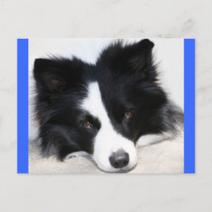 Hallo Border Collie Welpen Hund Postkarte