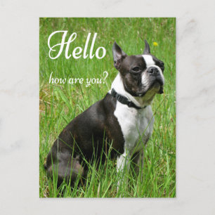 Hallo Boston Terrier Puppy Dog Denken Sie an Sie Postkarte