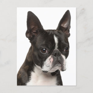 Hallo Boston Terrier Puppy Dog Denken Sie an Sie Postkarte