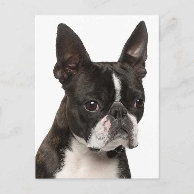 Hallo Boston Terrier Puppy Dog Denken Sie an Sie Postkarte (Vorderseite)