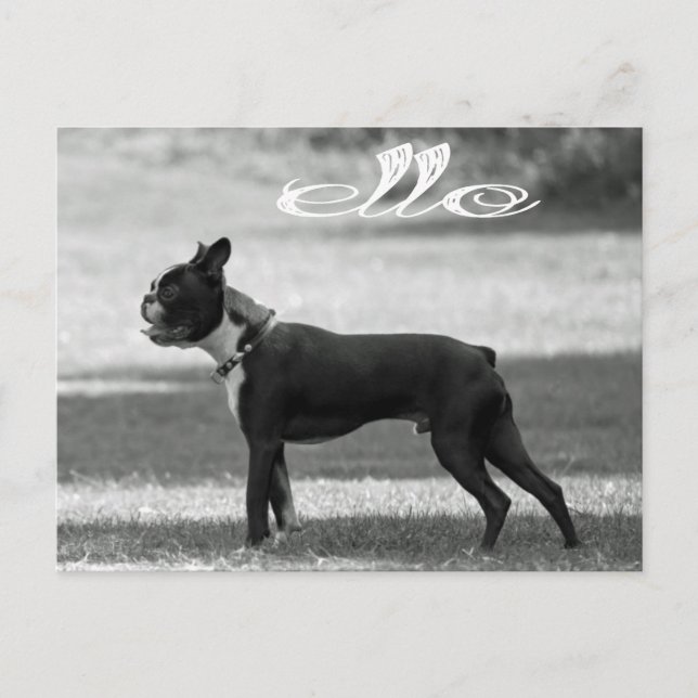 Hallo Boston Terrier Puppy Dog Grußkarte Postkarte (Vorderseite)