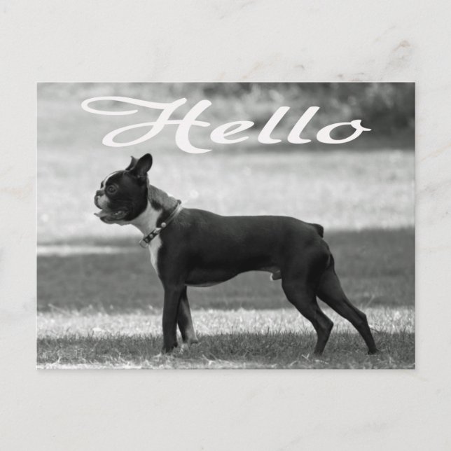 Hallo Boston Terrier Puppy Dog Grußkarte Postkarte (Vorderseite)