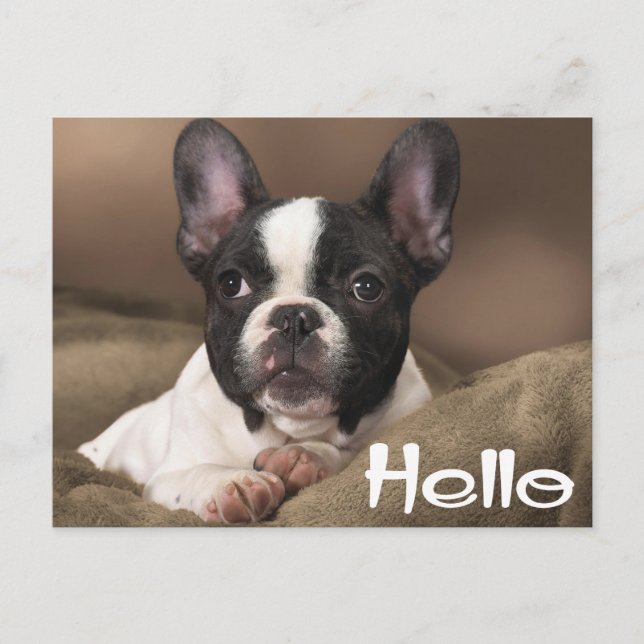 Hallo Boston Terrier Welpe Dog Denken Sie an Sie Postkarte (Vorderseite)