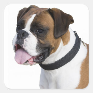 Hallo Boxer Welpe Hund Braun und Weiß Quadratischer Aufkleber