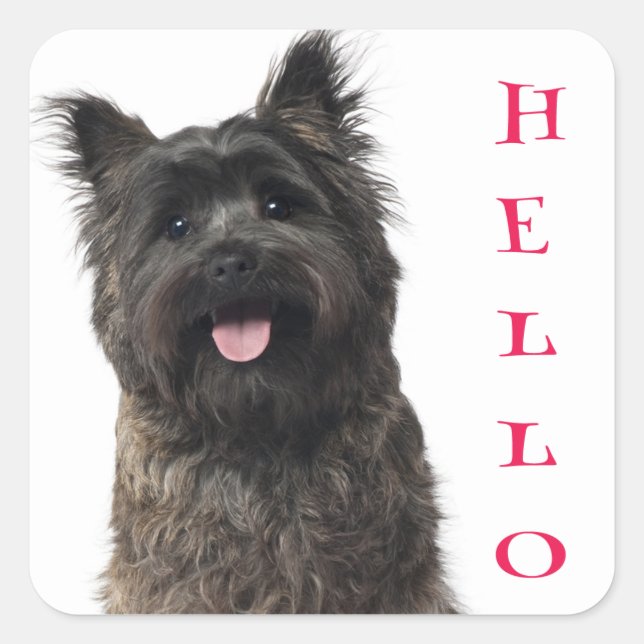 Hallo Cairn Terrier Puppy Dog Stickers (Vorderseite)