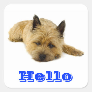 Hallo Cairn Terrier Welpen-Hund-Gruß-Aufkleber Quadratischer Aufkleber