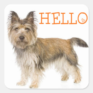 Hallo Cairn Terrier Welpenhund Grüßaufkleber Quadratischer Aufkleber