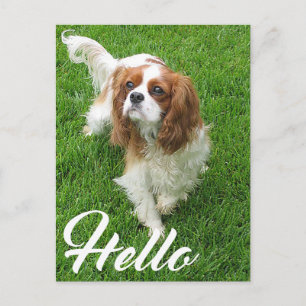 Hallo Cavalier King Charles Spaniel Welpe Hund Postkarte