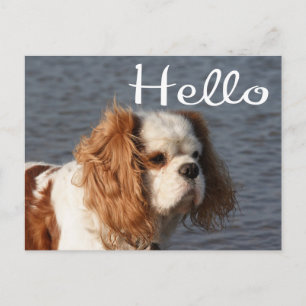 Hallo Cavalier King Charles Spaniel Welpe Hund Postkarte