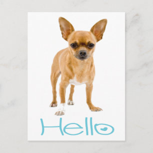 Hallo Chihuahua Welpen-Hund Postkarte