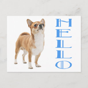 Hallo Chihuahua Welpen Hund Postkarte