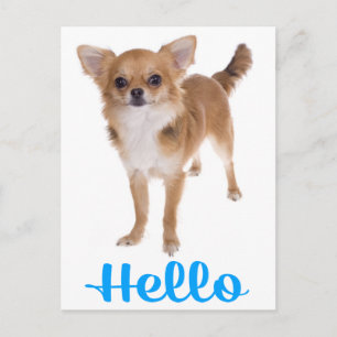 Hallo Chihuahua Welpen-Hund Postkarte