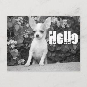 Hallo Chihuahua Welpen-Hund Postkarte