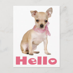 Hallo Chihuahua Welpen Hund Postkarte