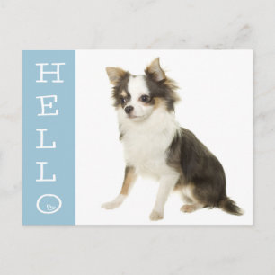 Hallo Chihuahua Welpen-Hund Postkarte