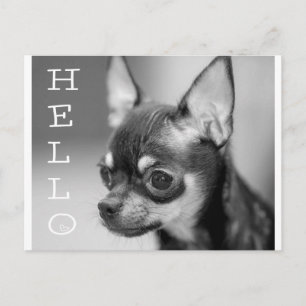 Hallo Chihuahua Welpen Postkarte