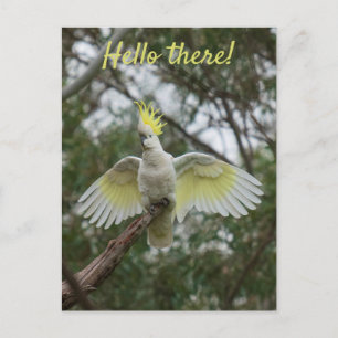 Hallo ! Cockatoo Parrot Bird Open Wings personalis Postkarte