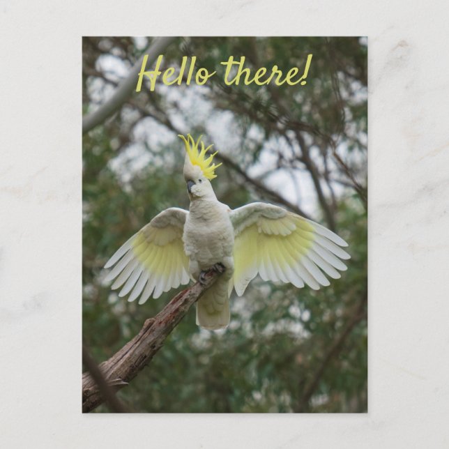 Hallo ! Cockatoo Parrot Bird Open Wings personalis Postkarte (Vorderseite)