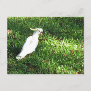 Hallo Cocky Postkarte