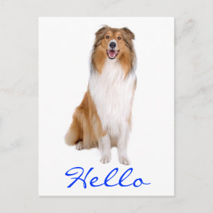 Hallo Collie Welpen-Hund-Grußpostkarte Postkarte