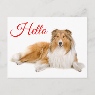 Hallo Collie Welpen Hund Postkarte