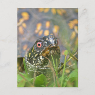 Hallo! Curious Turtle Postkarte