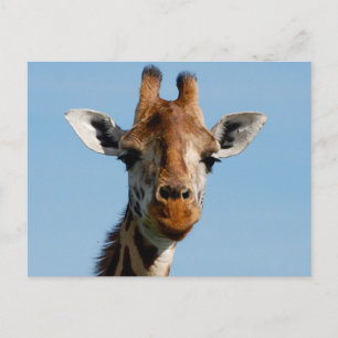 Hallo da postkarte