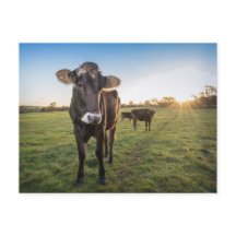 Hallo da sagte die Kuh