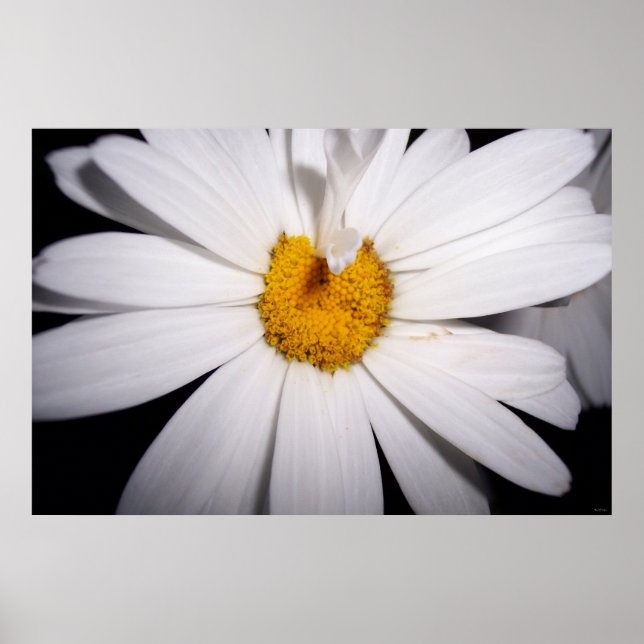 Hallo Daisy Poster (Vorne)